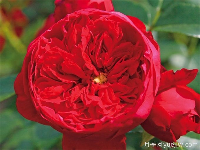 弗洛倫蒂娜月季，濃郁正紅、花量大抗性強(圖2)