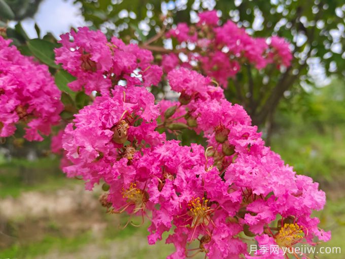 200種園林植物識別、應用與養護(圖1)