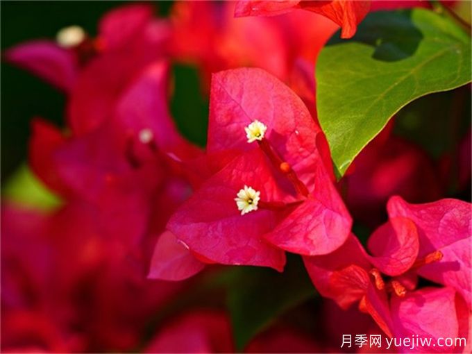 200種園林植物識別、應用與養護(圖2)