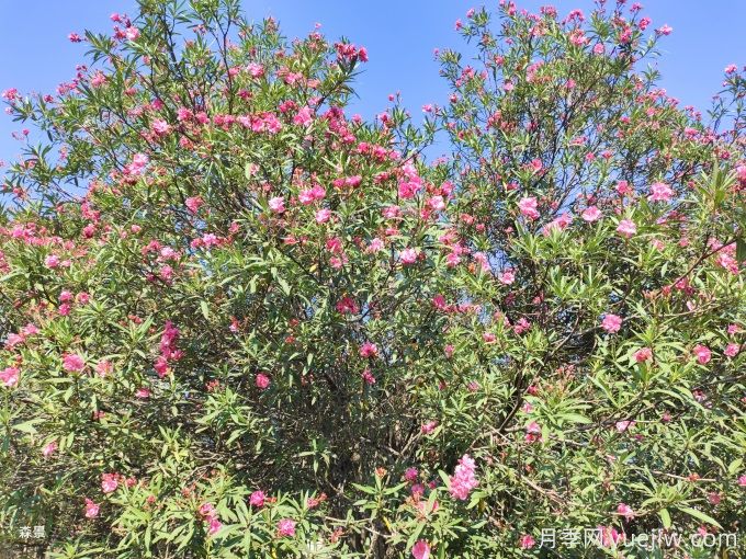 200種園林植物識別、應用與養護(圖3)