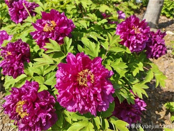 200種園林植物識別、應用與養護(圖4)