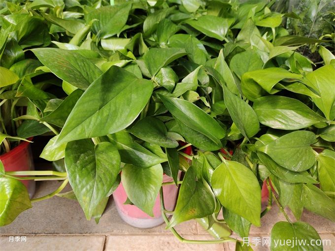 200種園林植物識別、應用與養護(圖5)
