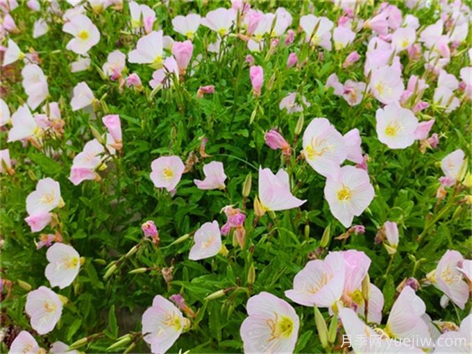 200種園林植物識別、應用與養護(圖6)