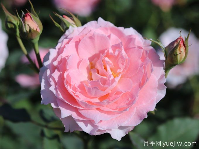 忘憂(yōu)月季(圖1)
