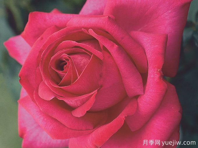 訴說(shuō)月季/豐腴美人/花園女王/旺達菲拉格慕(圖3)