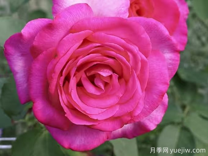 訴說(shuō)月季/豐腴美人/花園女王/旺達菲拉格慕(圖1)