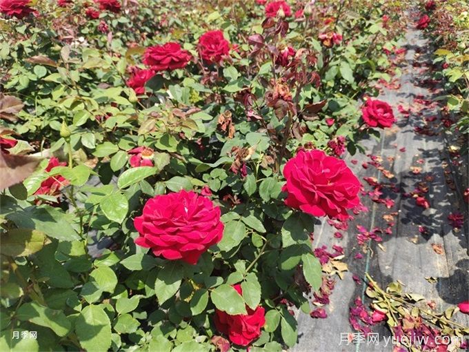 家里月季花葉子變黃，原來(lái)是因為這5個(gè)原因(圖1)
