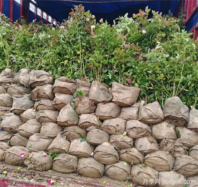 家里月季花葉子變黃，原來(lái)是因為這5個(gè)原因(圖2)