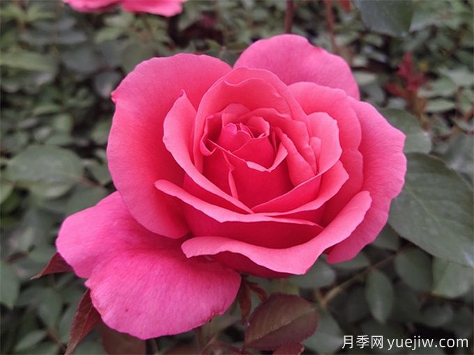 推薦10種大花月季，每一款開(kāi)花鮮艷，香味清新(圖1)