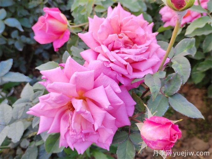 推薦10種大花月季，每一款開(kāi)花鮮艷，香味清新(圖3)