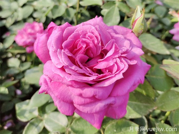推薦10種大花月季，每一款開(kāi)花鮮艷，香味清新(圖4)