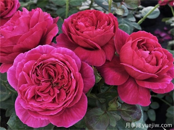伊芙酒窖月季，集顏值和芳香于一身(圖1)