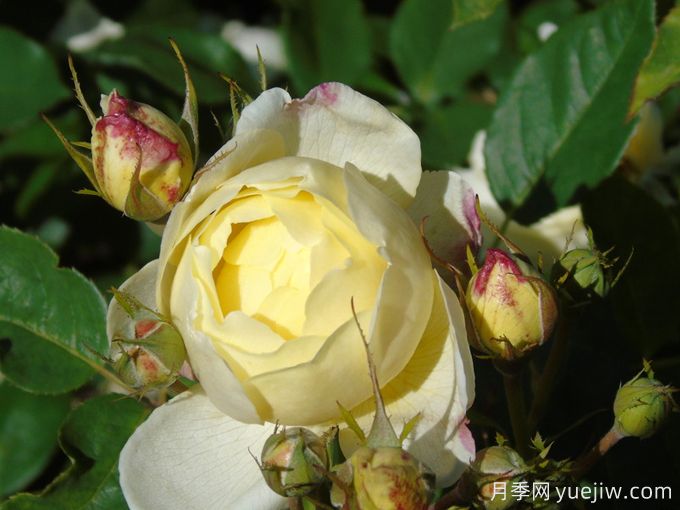 凡妮莎貝爾月季，華南耐濕熱低維護月季(圖1)