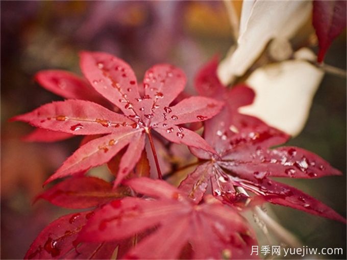 三角楓、五角楓、元寶楓、雞爪槭、紅楓的區別(圖4)