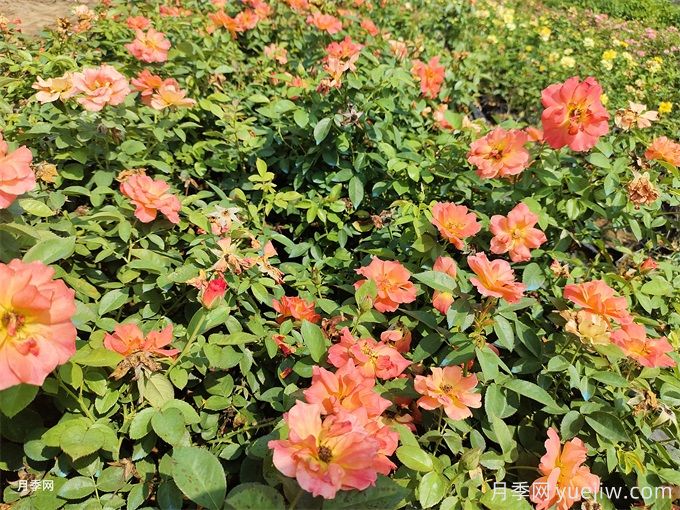 秋季紅從容月季基地大袋苗和杯苗價(jià)格(圖1)