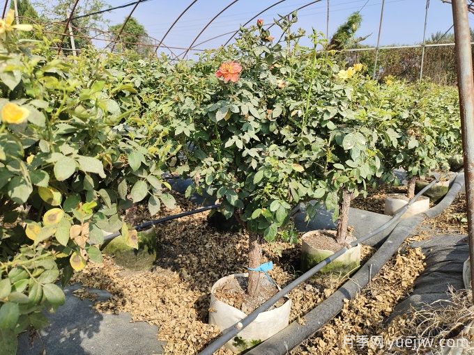 園藝新品，多色歐月薔薇桿樹(shù)狀月季(圖3)