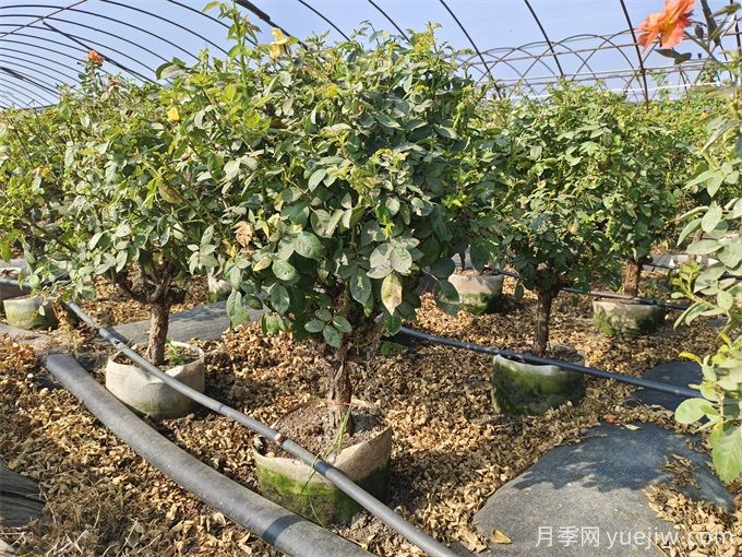 園藝新品，多色歐月薔薇桿樹(shù)狀月季(圖6)