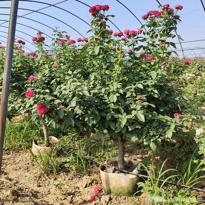 園藝新品，多色歐月薔薇桿樹(shù)狀月季(圖1)