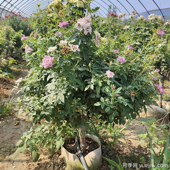 園藝新品，多色歐月薔薇桿樹(shù)狀月季(圖2)
