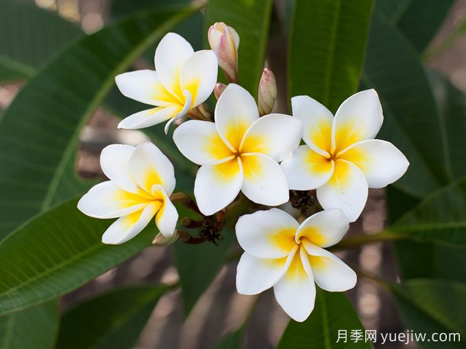 雞蛋花的百科介紹和應用價(jià)值(圖1)