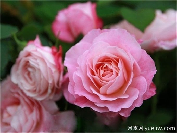 不帶香味的星王微月月季，喜歡清淡的花友必看(圖1)