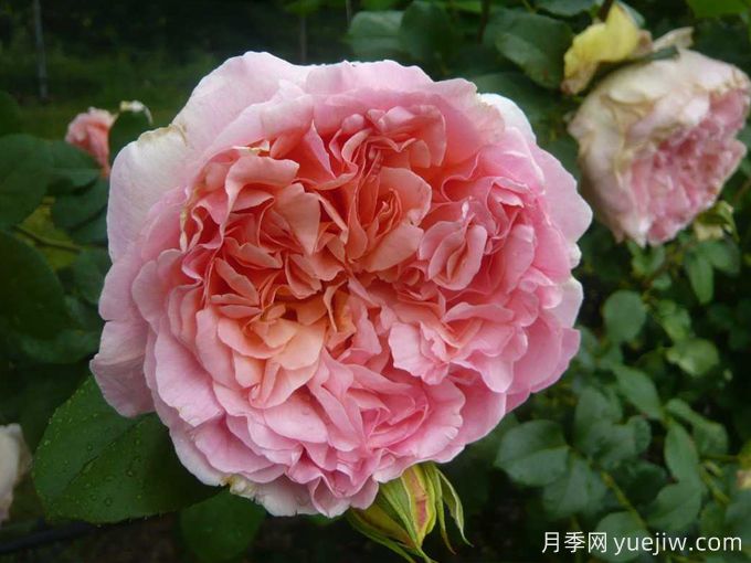 推薦耐寒的十大藤本月季，零下20度不怕(圖10)