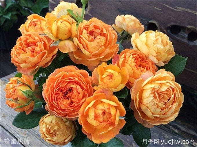 推薦15款經(jīng)典灌木月季品種，好看好養，有藤本和微月(圖4)