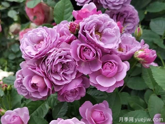 推薦15款經(jīng)典灌木月季品種，好看好養，有藤本和微月(圖6)