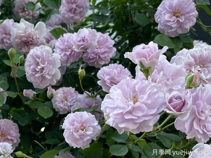 藍色陰雨月季，花量大、長(cháng)勢快、花色清新(圖1)