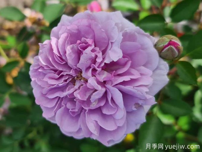 藍色陰雨月季，花量大、長(cháng)勢快、花色清新(圖2)