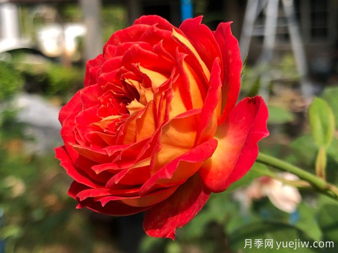 5個(gè)藤本月季，讓你得到一個(gè)花開(kāi)不斷的夏天(圖1)
