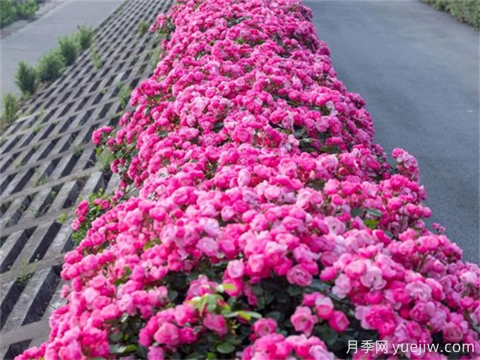 月季：花中皇后，月月花開(kāi)月月紅(圖3)