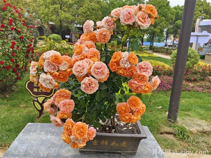花友經(jīng)驗分享，封閉陽(yáng)臺如何養花月季花？(圖1)