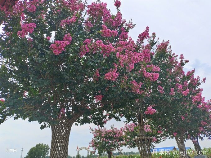 紫薇簡(jiǎn)介，紫薇的價(jià)值和象征(圖1)