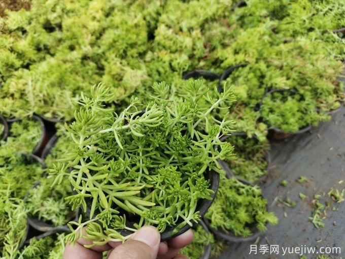 花境10種打底氛圍植物識別與應用(圖1)