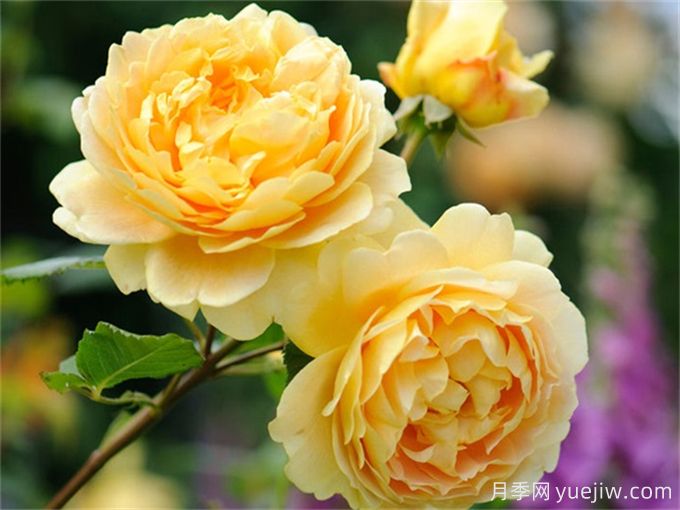 ***受歡迎的四款藤本月季，生長(cháng)迅猛花開(kāi)如瀑(圖2)