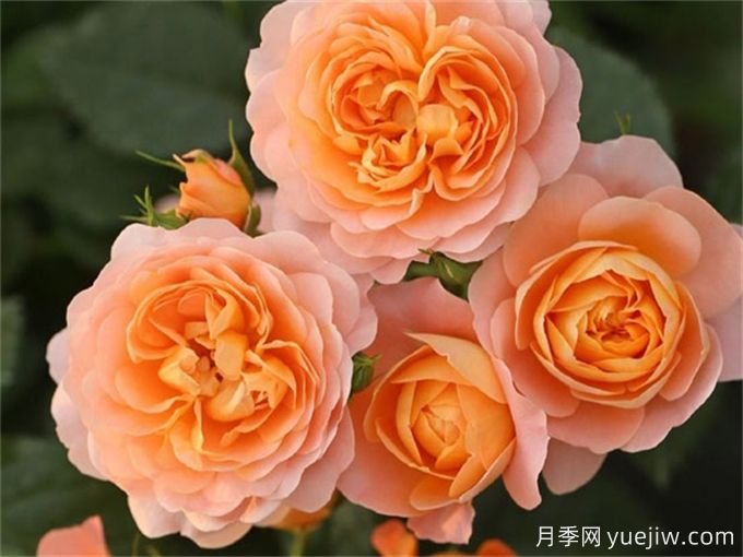 果汁陽(yáng)臺月季(圖3)