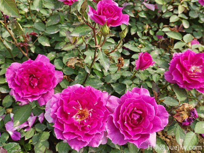 月季花苞打不開(kāi)？可能是這三點(diǎn)因素(圖1)