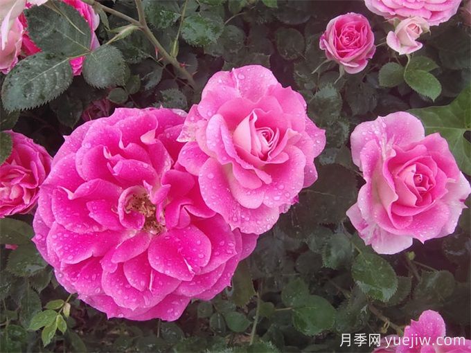 豐花月季的形態(tài)特征和景觀(guān)價(jià)值(圖1)