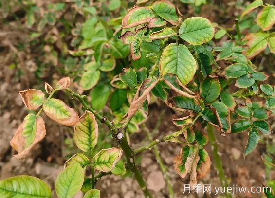 地栽月季大面積枯萎，到底是什么原因？(圖1)