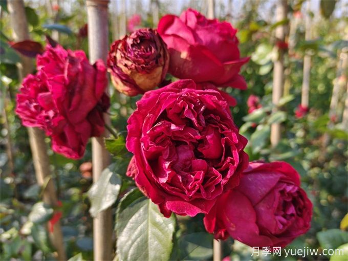 紅色龍沙寶石月季花朵打不開(kāi)怎么回事？(圖1)
