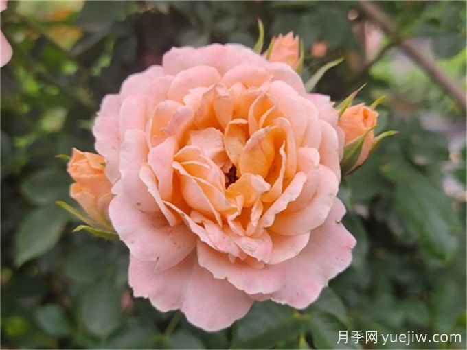 花期超長(cháng)的7款藤本月季(圖4)