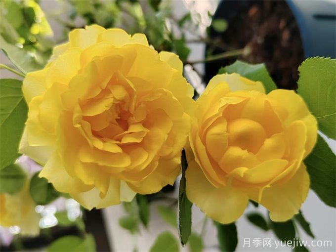 推薦7個(gè)花期超長(cháng)的月季品種，而且勤花多頭(圖1)