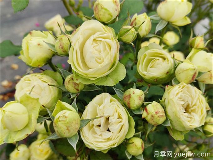 推薦7個(gè)花期超長(cháng)的月季品種，而且勤花多頭(圖4)