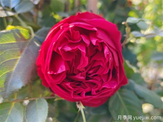 推薦7個(gè)花期超長(cháng)的月季品種，而且勤花多頭(圖6)