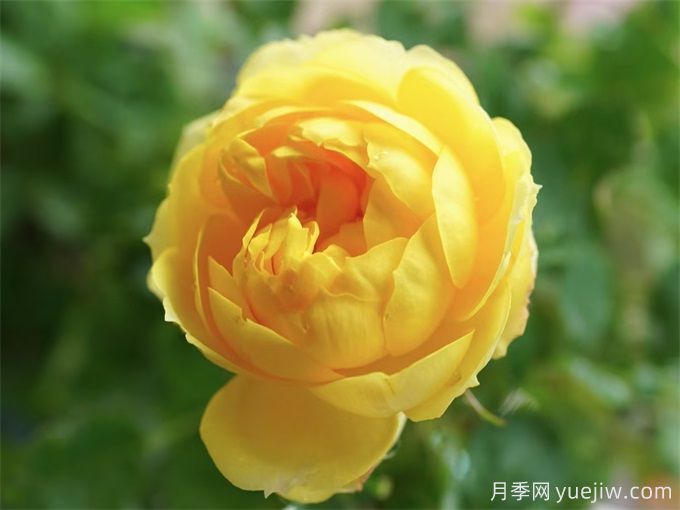 花期超長(cháng)的3個(gè)月季花，你一定會(huì )愛(ài)上它們(圖2)