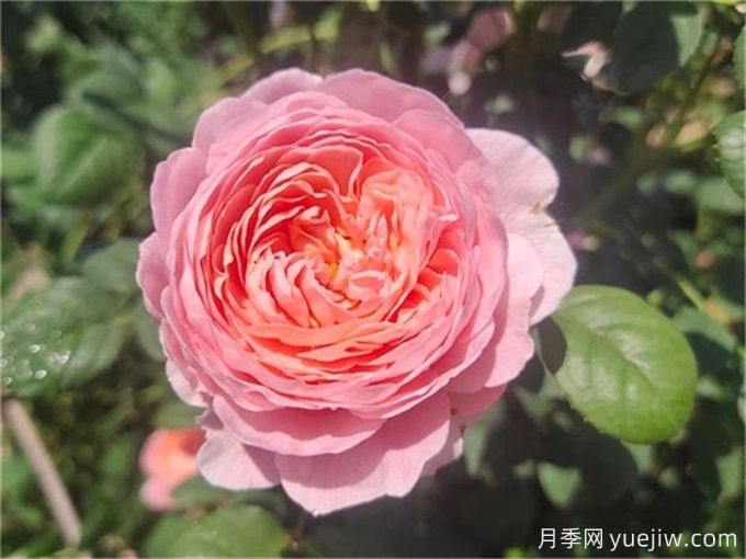 花期超長(cháng)的3個(gè)月季花，你一定會(huì )愛(ài)上它們(圖1)