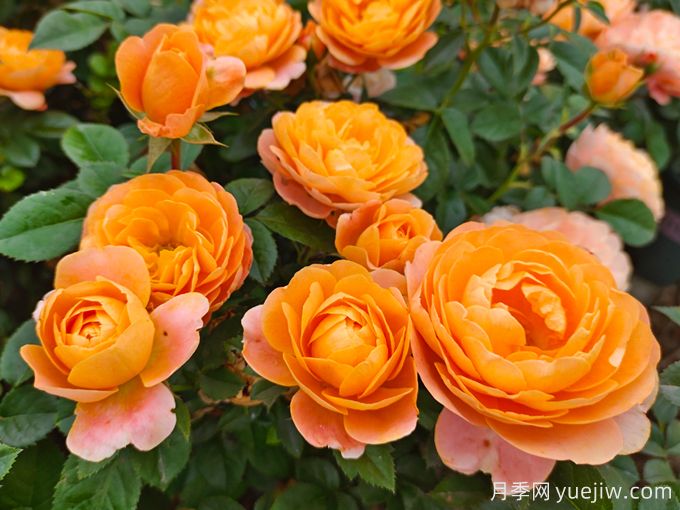 4種花期超長(cháng)的月季花，養一盆長(cháng)期有花賞(圖3)