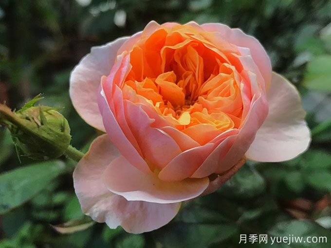 4種花期超長(cháng)的月季花，養一盆長(cháng)期有花賞(圖1)
