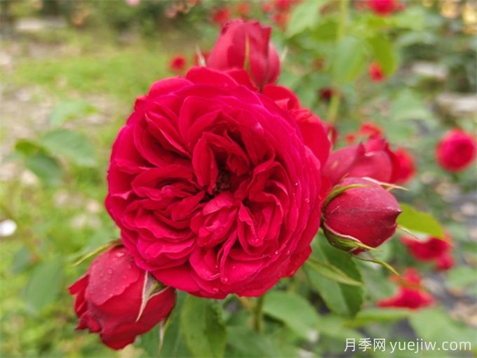 紅蘋(píng)果月季，典雅紅色，花期春夏秋三季(圖2)